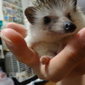 ハリネズミの里親様募集