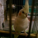 可愛いオカメインコ（ルチノー）