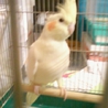 可愛いオカメインコ（ルチノー） サムネイル2
