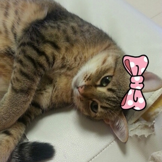  とても人懐っこいの野良猫です
