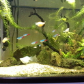 バルーンモーリーの稚魚お譲りします