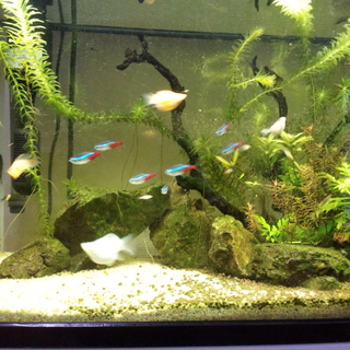 バルーンモーリーの稚魚お譲りします
