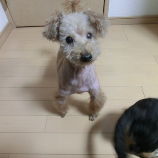 『くるり』明るくアクティブです