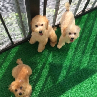 トイプードル 子犬 兄弟3匹