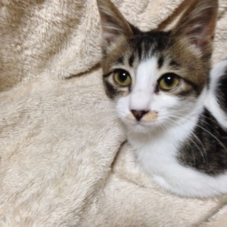 かわいい仔猫男の子です。
