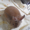 仔うさぎ生後二カ月半（一旦募集を停止します） サムネイル2