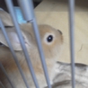 仔うさぎ生後二カ月半（一旦募集を停止します） サムネイル3