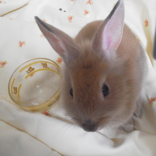 仔うさぎ生後二カ月半（一旦募集を停止します）