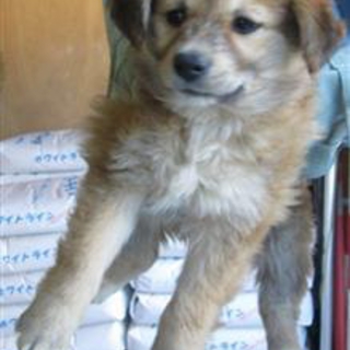 希望あり。大人しい兄妹子犬、茶mixの女の子