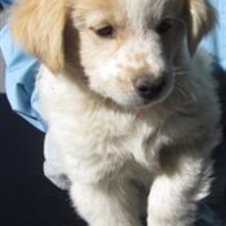 希望あり。大人し子犬、薄茶白mixの男の子