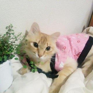 三歳馴れちゃうとあまったれ男子