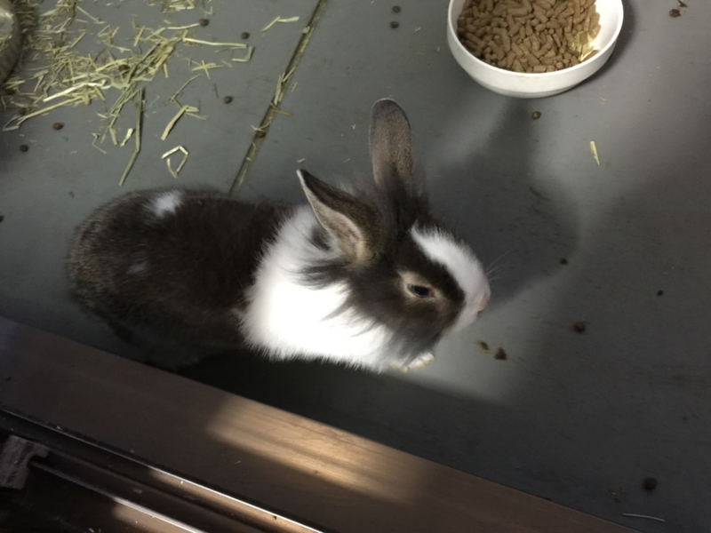 うさぎ赤ちゃん 大阪府 小動物の里親募集 ペットのおうち 月間利用者150万人