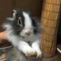 うさぎ赤ちゃん
