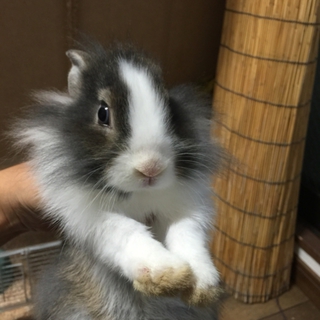 うさぎ赤ちゃん