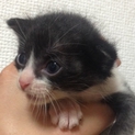 手のひらサイズの幼猫５匹保護中!!
