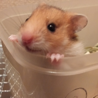 ゴールデンハムスター　野生色