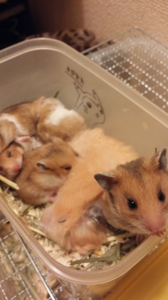 ゴールデンハムスター 野生色 愛媛県 小動物の里親募集 ペットのおうち 月間利用者150万人