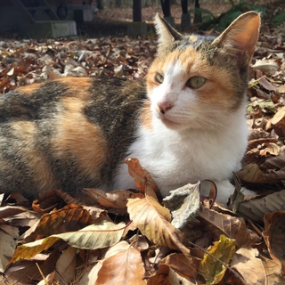 とても美人の三毛猫の里親になってください