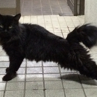 引越し時に置いてかれた猫ちゃんの里親さん募集中