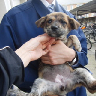 期限迫った仔犬たち(三原警察署にて収容中)