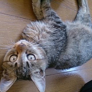 キジトラの仔猫里親募集中！