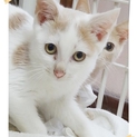 色白のしっとり美人猫さんです♪