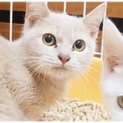 美人子猫さんです♪