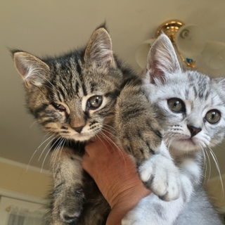 母親はペルシャ、父親は近所のハーフ猫です！