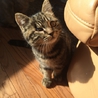 母親はペルシャ、父親は近所のハーフ猫です！ サムネイル2