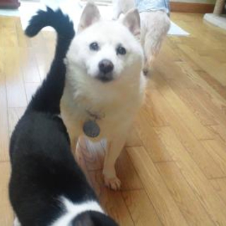 猫と仲良し、こしろう君