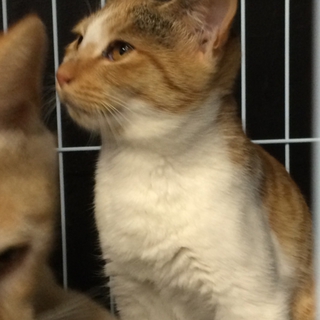 ☆三毛猫ちゃんの里親さん募集中☆