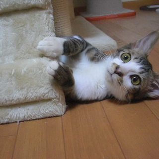 衰弱していたところを救出された『きんとき』です