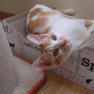 多頭飼育現場から救出された最後の仔猫『すあま』です