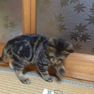 人懐っこい子猫の里親募集！