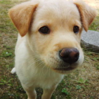 3ヶ月　男の子　ラブラドール風