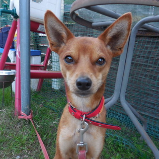 可愛い小型ミックス「ナオト」くん