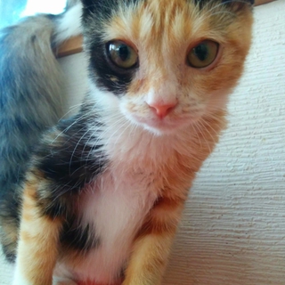 大和撫子、ゆったり膝上に寄り添う三毛子猫