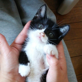 ゆうたくん　白黒の男の子　２か月