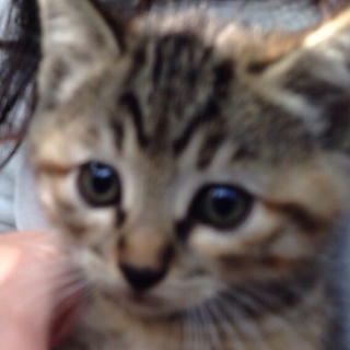 飼い主様募集中です。