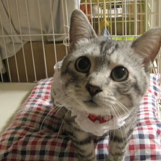 グレー人馴れ抜群　3歳男の子♪