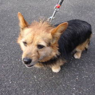 命の期限があと7日、ミックス成犬助けてください!!
