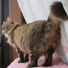 福島っ子ふじこ サムネイル2