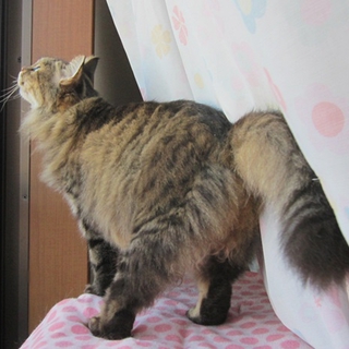 福島っ子ふじこ