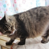 福島っ子ふじこ サムネイル5