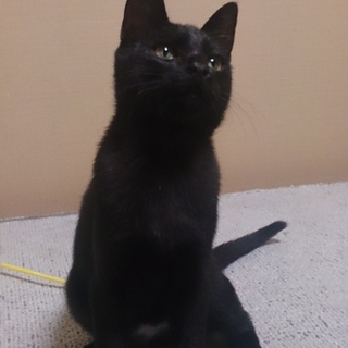 甘えん坊で遊ぶの大好きな黒猫の男の子