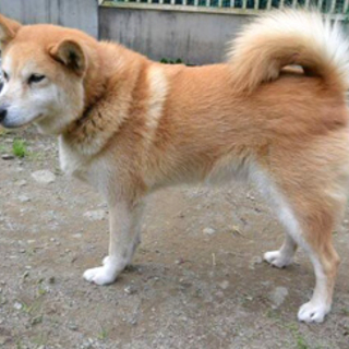 柴犬♀ かぐらちゃん