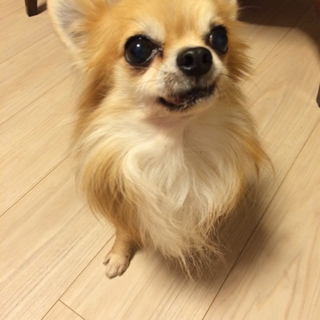 ロングコートチワワ男の子