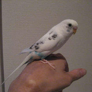 白のハルクインです❤