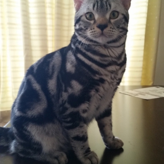 愛嬌たっぷりのネコです！