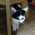3ヶ月の猫ちゃん